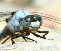 Kopfstudie von einer Südlicher Blaupfeil Libelle(Orthetrum brunneum)