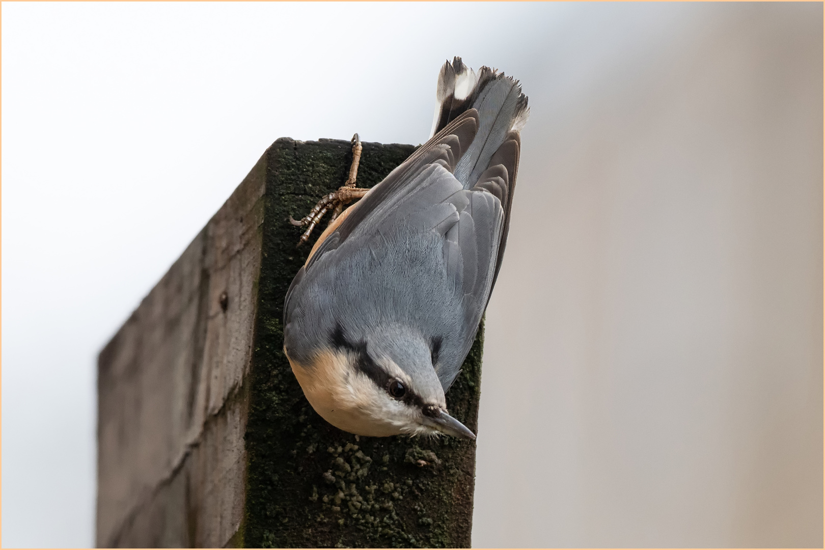 kopfüber an dem Pergola - Reiter  .....