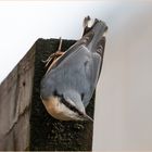 kopfüber an dem Pergola - Reiter  .....