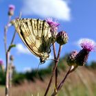 Kopfüber an der Distel...