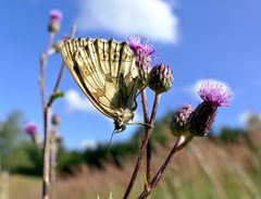 Kopfüber an der Distel...