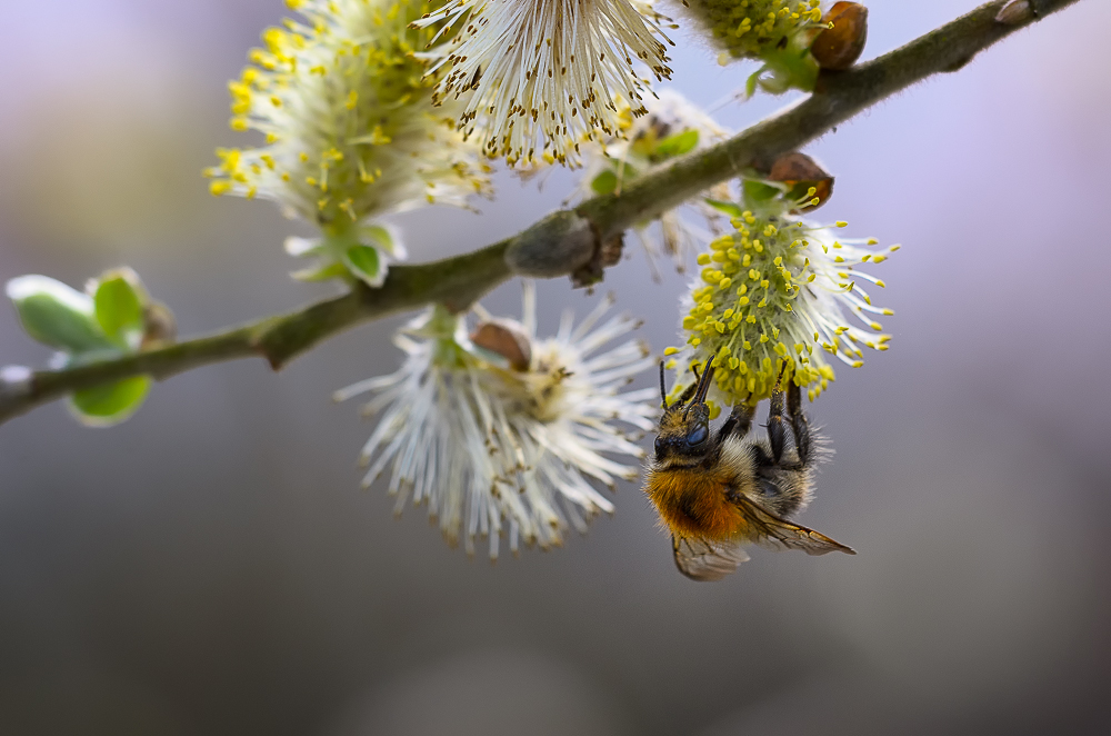 Kopfüber dem Frühling entgegen