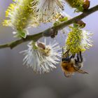 Kopfüber dem Frühling entgegen