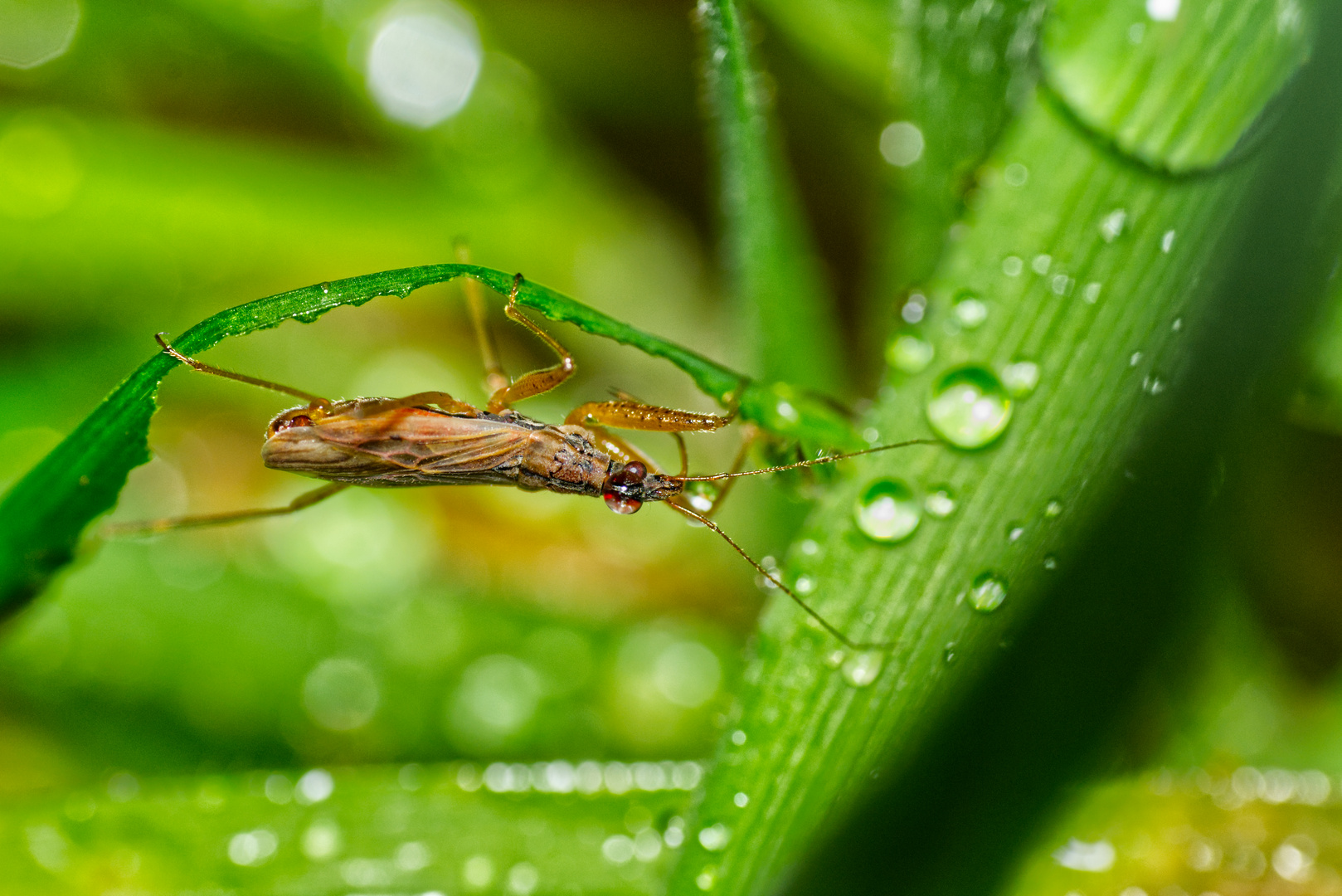 Kopfüber durch den Regen