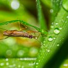 Kopfüber durch den Regen