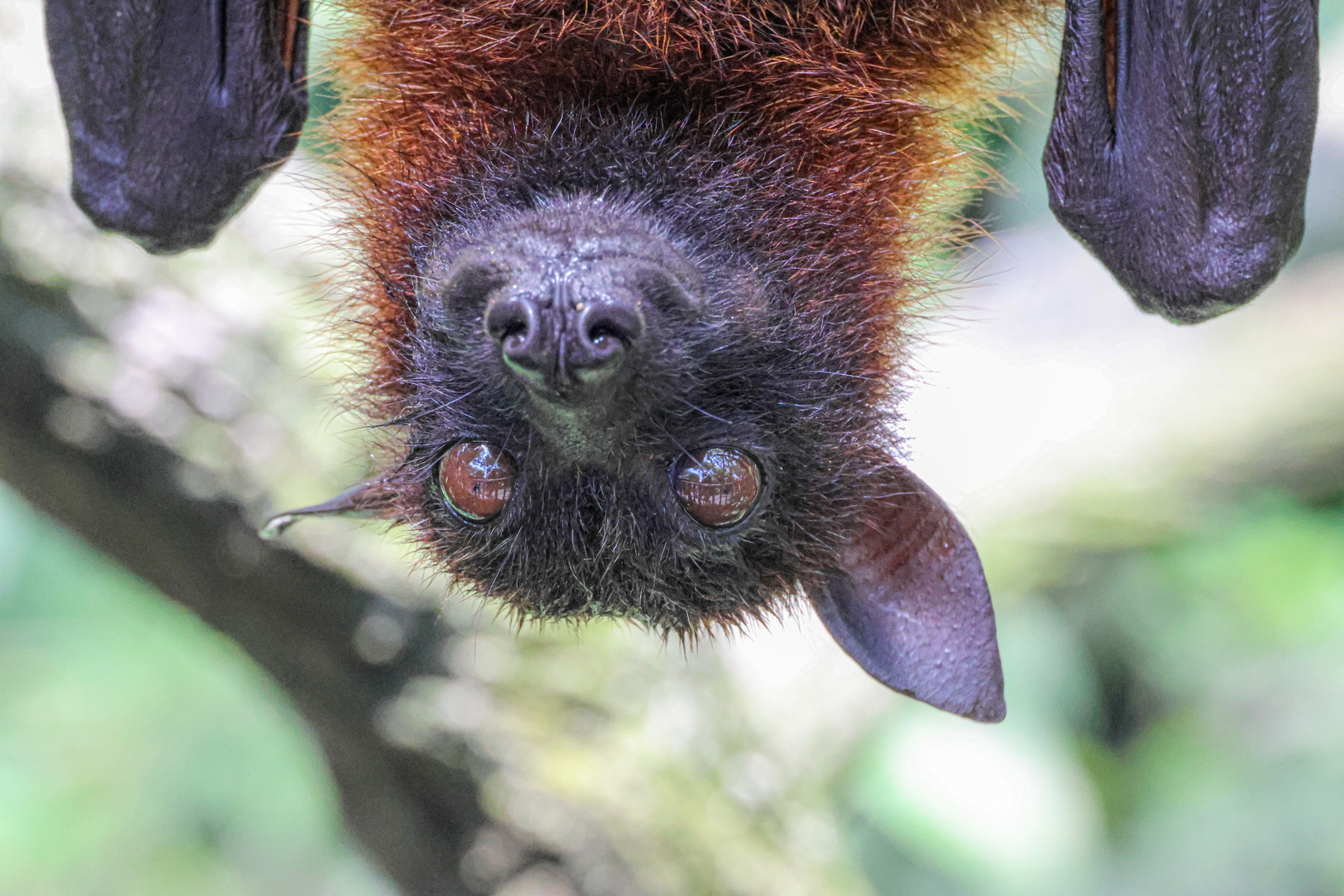 Kopfüber Foto & Bild natur, detail, landschaft Bilder auf