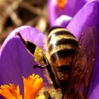 Kopfüber im Frühling