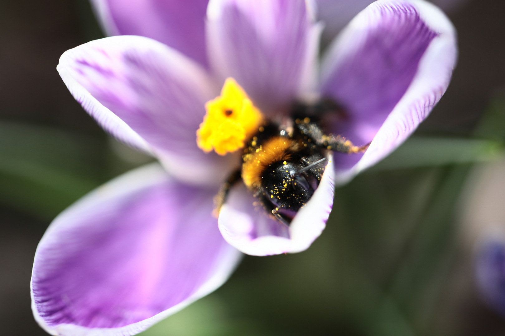 Kopfüber im Krokus  