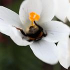 Kopfüber im Krokus  