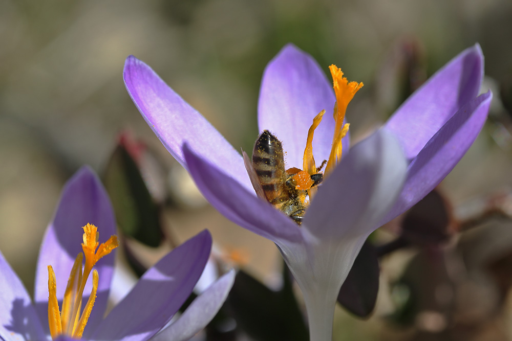 kopfüber im Krokus