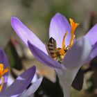 kopfüber im Krokus