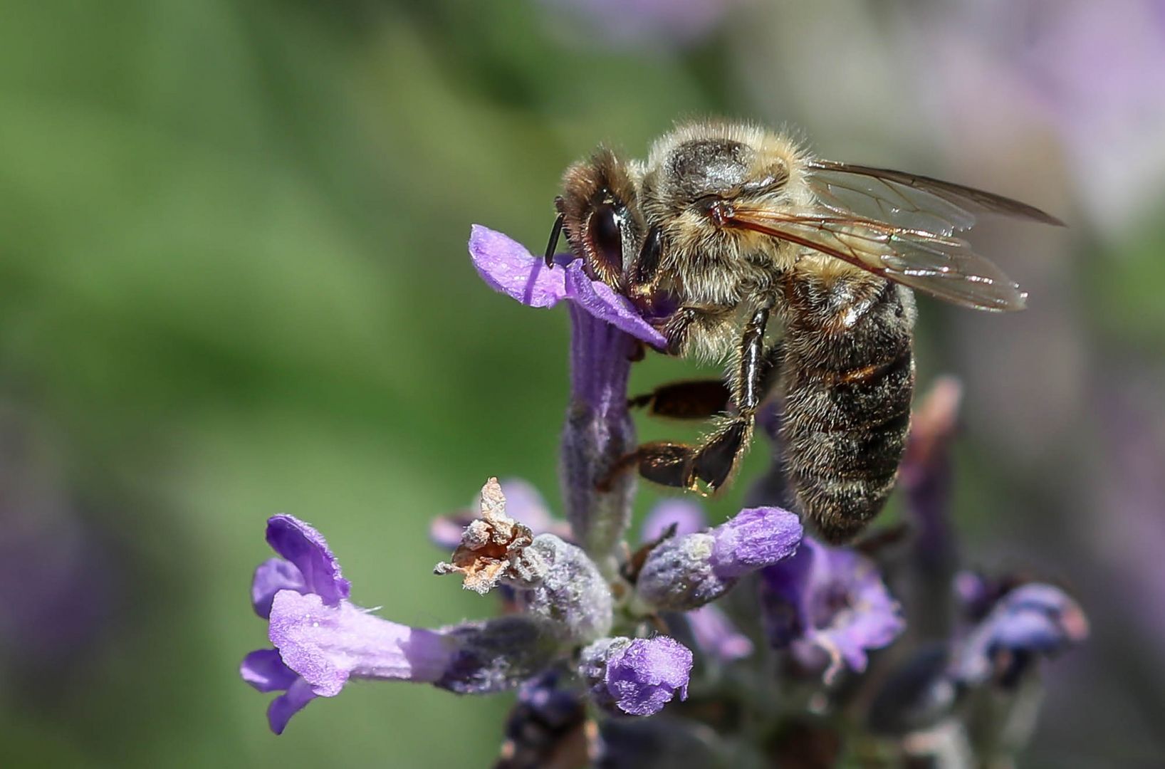 Kopfüber  im Lavendel