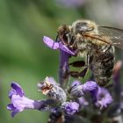 Kopfüber  im Lavendel