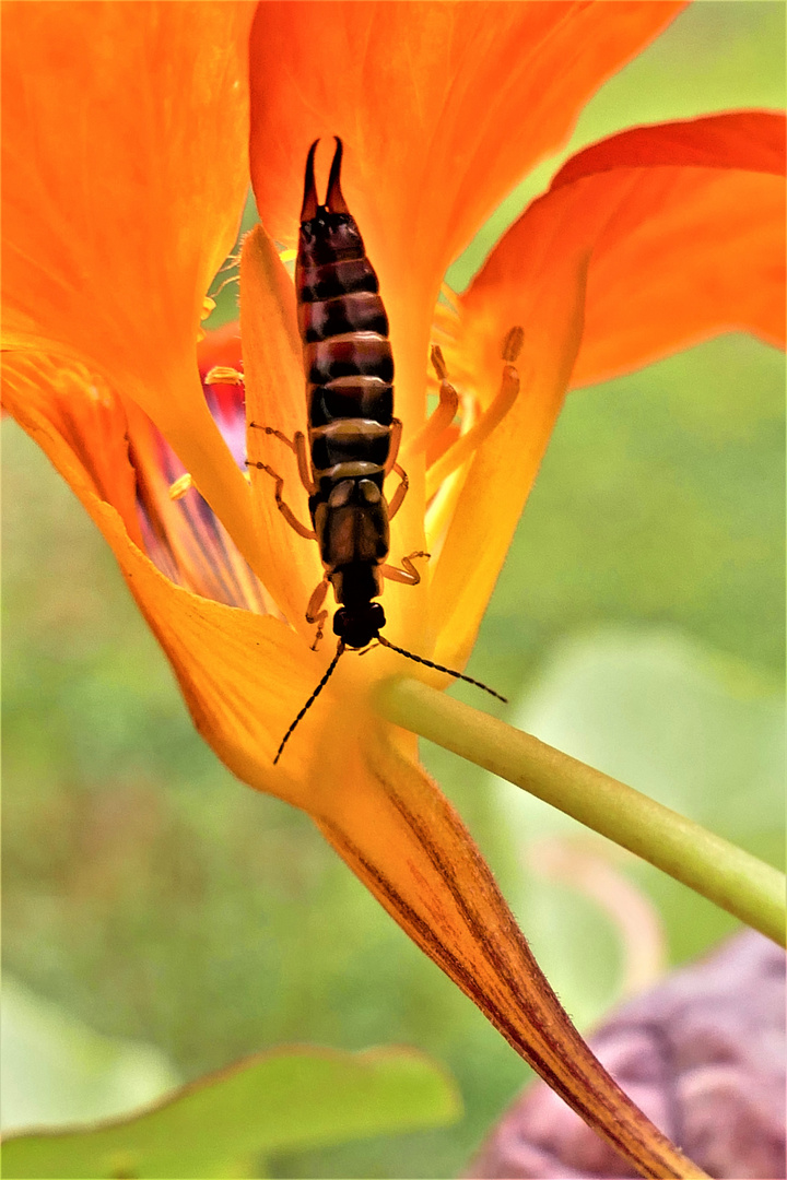 Kopfüber im orangen Paradies