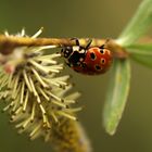 kopfüber in den Frühling