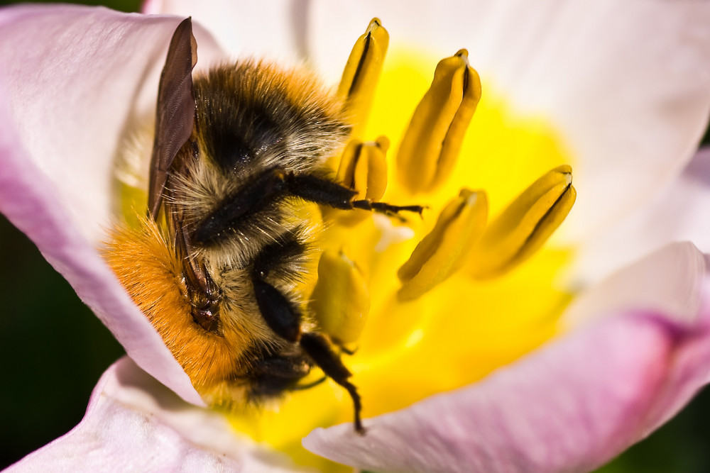 Kopfüber in den Frühling