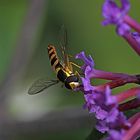 kopfüber in die Blüte