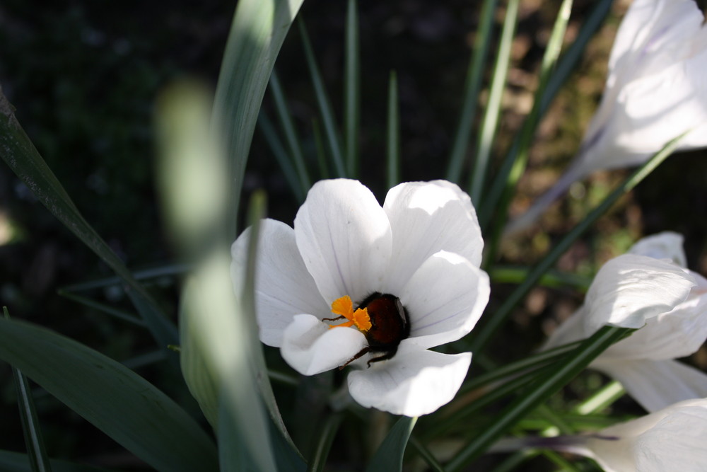 Kopfüber in die Blume