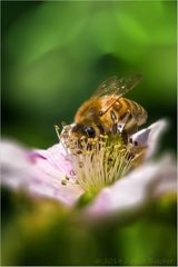 Kopfüber in die Brombeerblüte