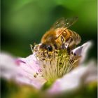 Kopfüber in die Brombeerblüte