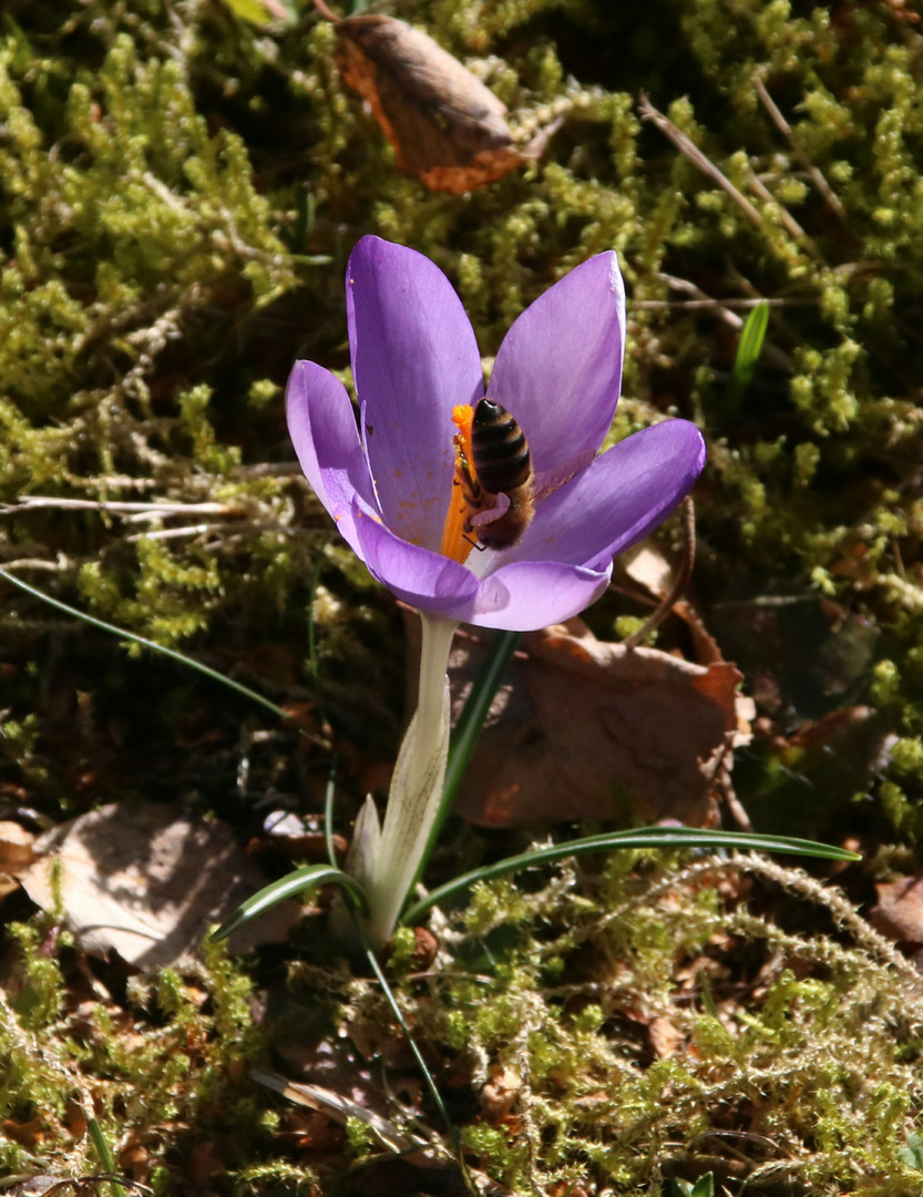 Kopfüber in die Pollen