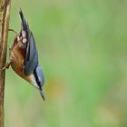 Kopfüber - Kleiber in seiner typischen Haltung