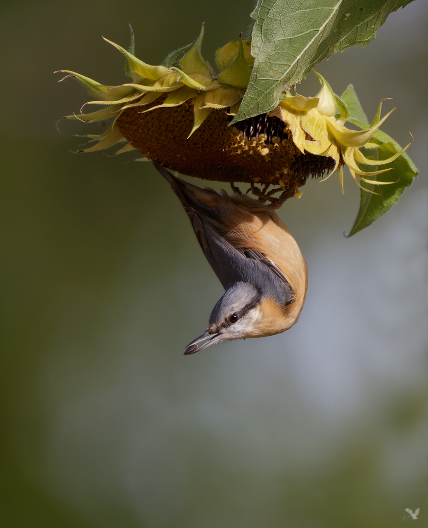 Kopfüber ... Kleiber (Sitta europaea)