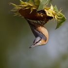 Kopfüber ... Kleiber (Sitta europaea)