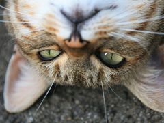 Kopfüber-Outdoor-Katzen-Posing