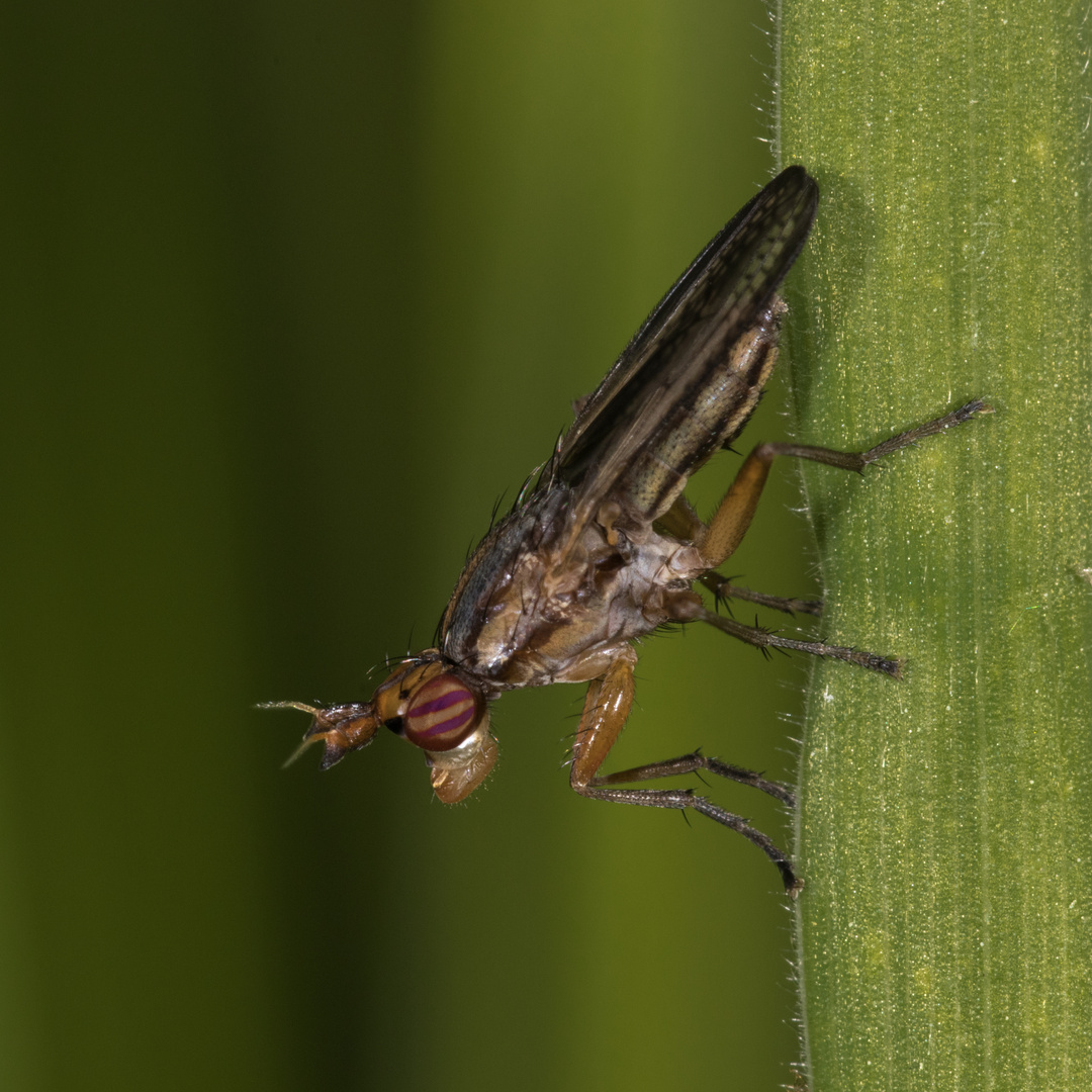 kopfüber (Schneckenfliege, Limnia unguicornis)