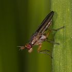 kopfüber (Schneckenfliege, Limnia unguicornis)