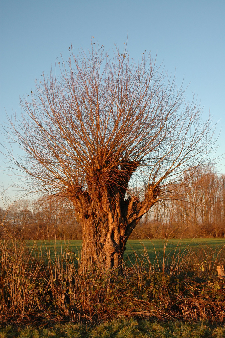 Kopfweide am Abend