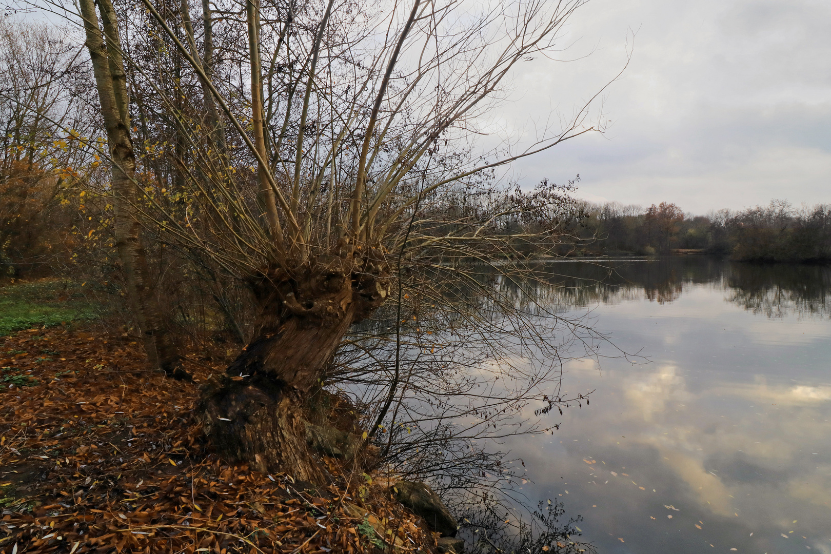 Kopfweide am Fischteich