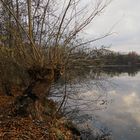 Kopfweide am Fischteich