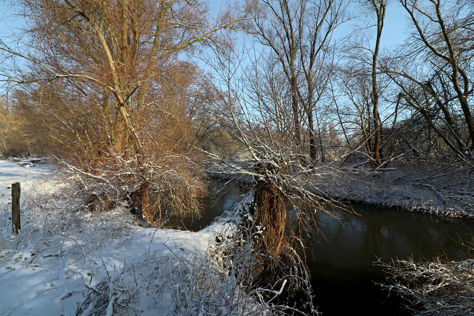 Kopfweide am Fluss