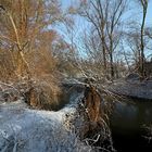 Kopfweide am Fluss