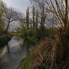 Kopfweide am Flussufer