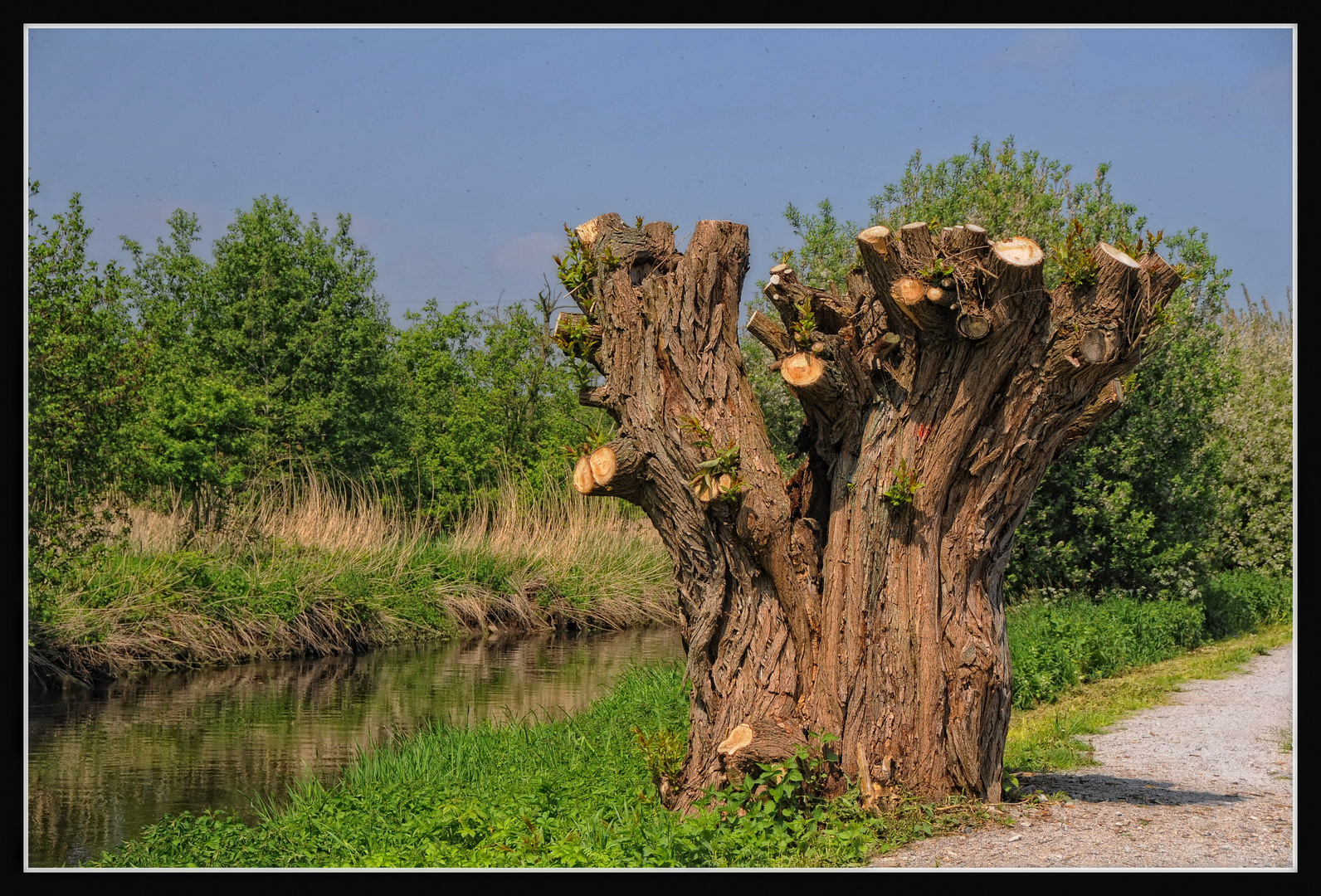 Kopfweide an der Niers