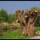 Kopfweide an der Niers