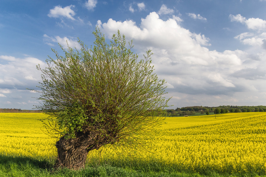 Kopfweide an Raps