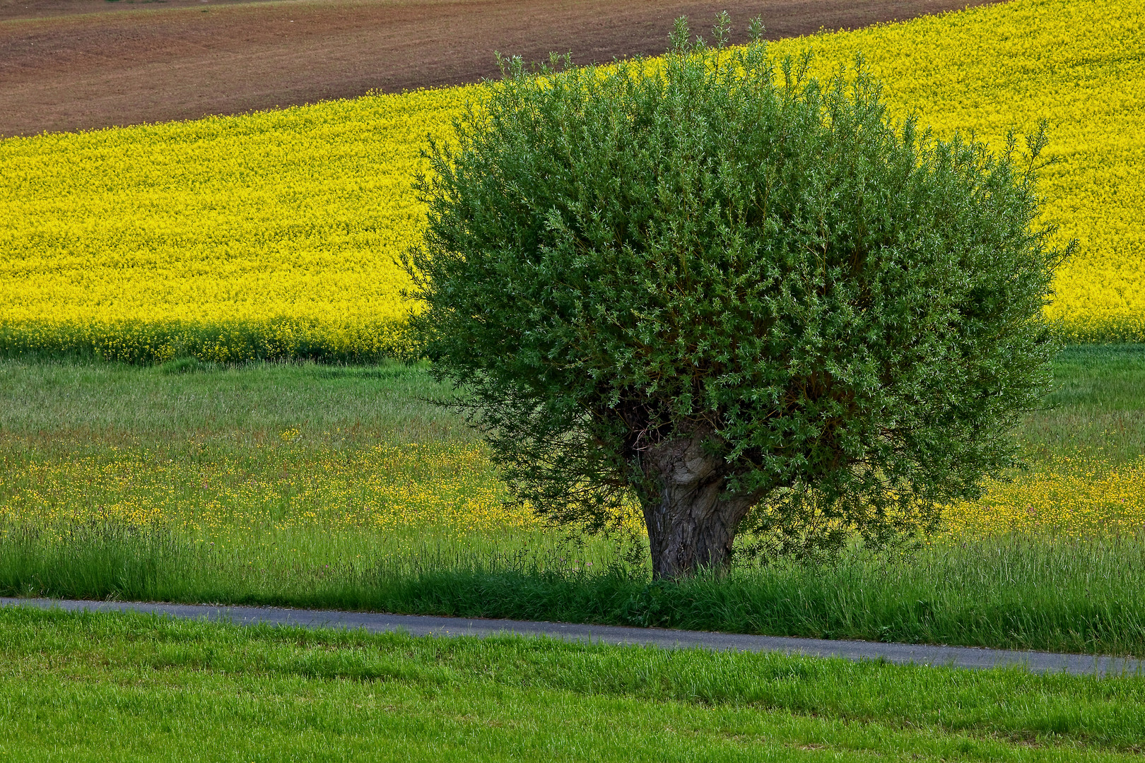Kopfweide Foto & Bild | landschaft, Äcker, felder & wiesen, raps Bilder ...