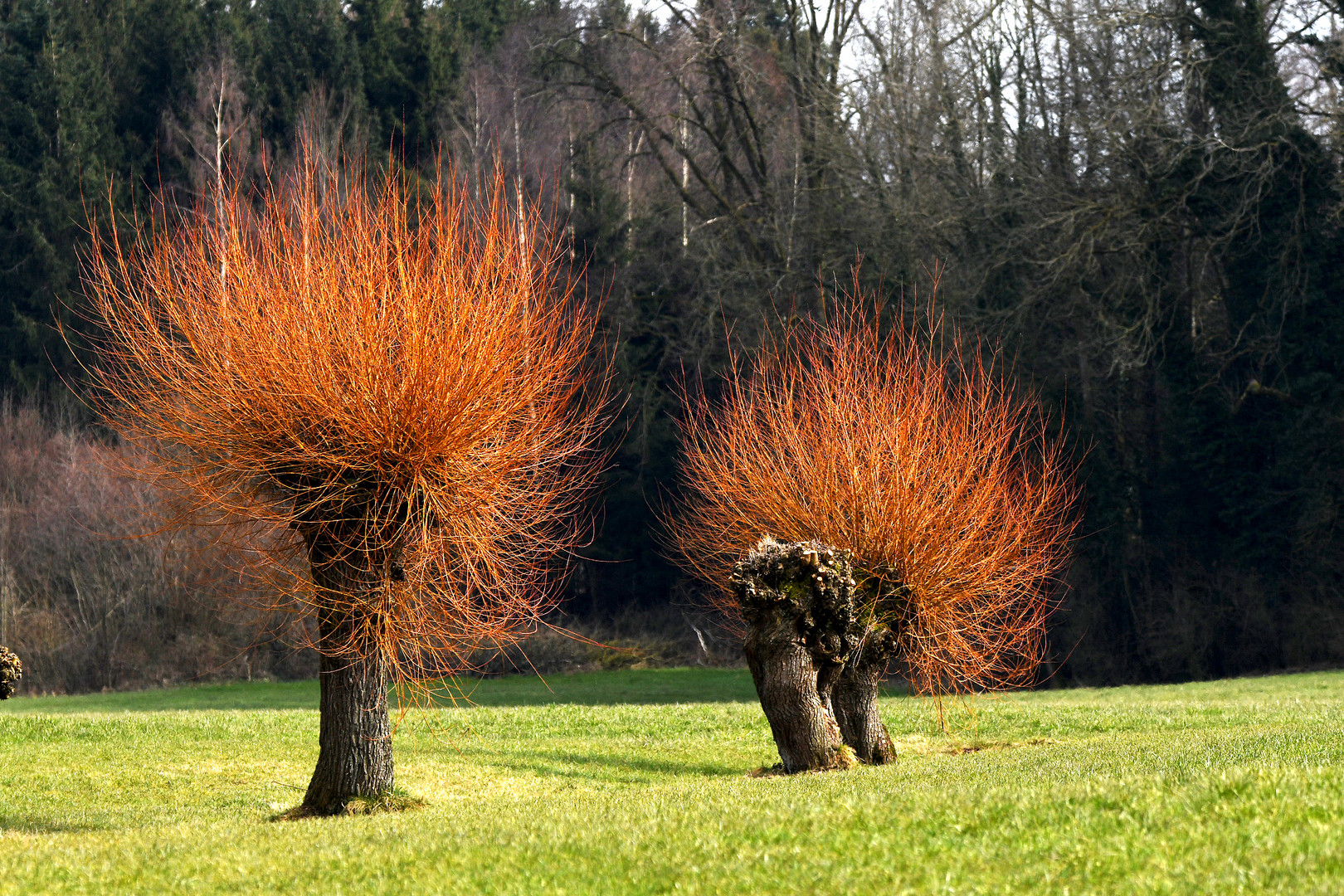 "Kopfweide" Foto & Bild dokumentation, frühling, natur Bilder auf