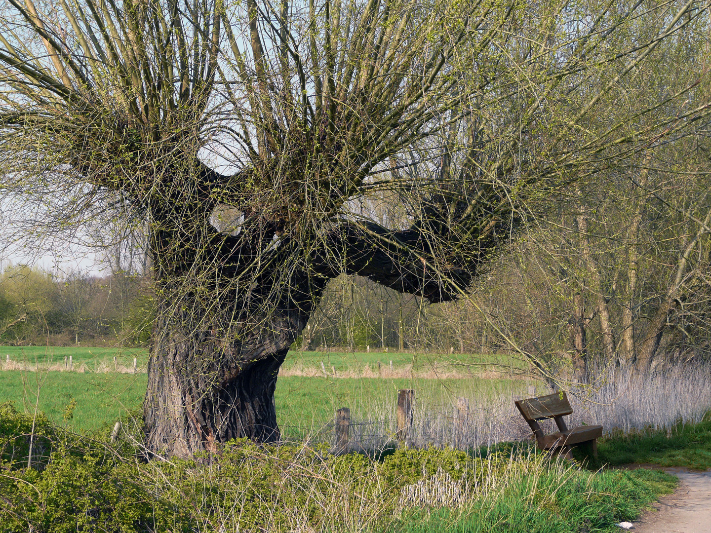 Kopfweide im Frühling (Hülser Bruch bei Krefeld)