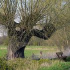 Kopfweide im Frühling (Hülser Bruch bei Krefeld)