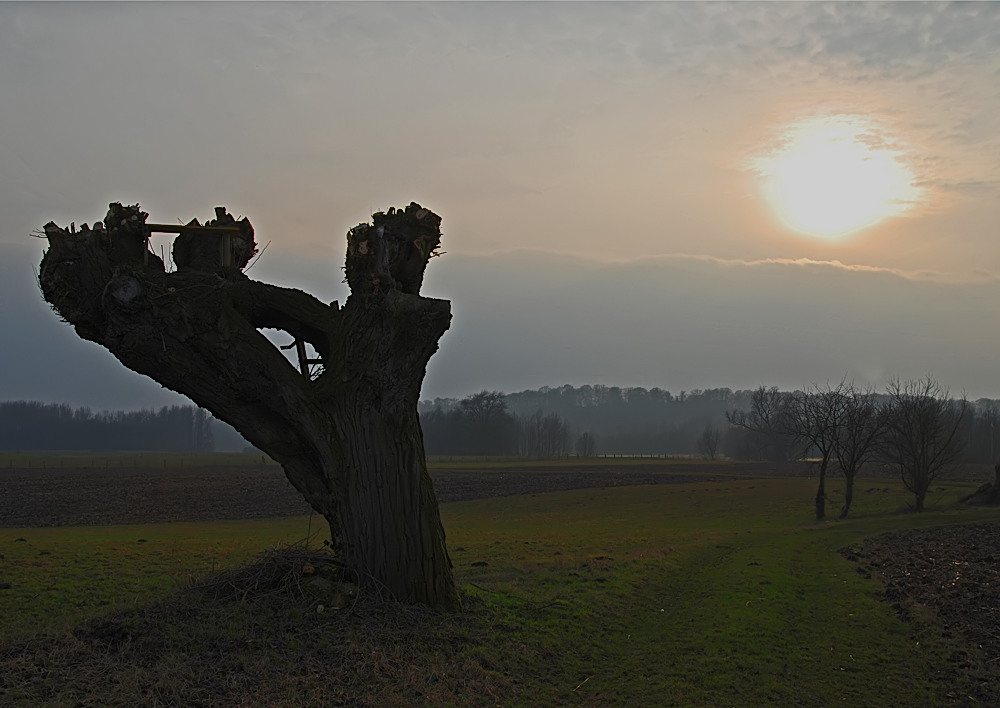 Kopfweide im März