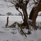 Kopfweide im Schnee