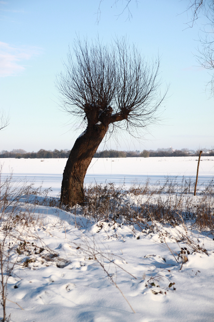 Kopfweide im Schnee (Zyfflich)