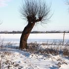 Kopfweide im Schnee (Zyfflich)