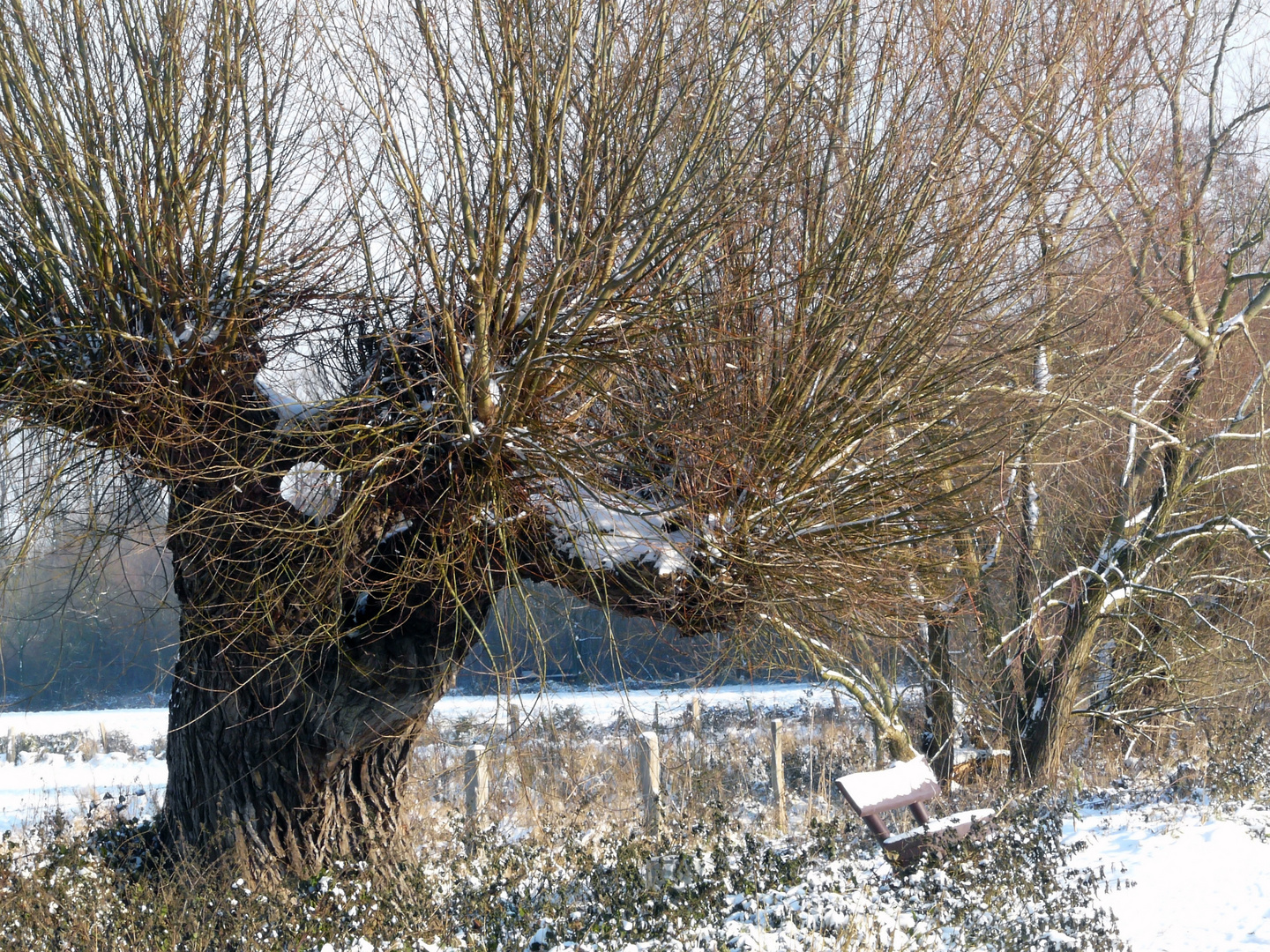 Kopfweide im winterlichen Hülser Bruch