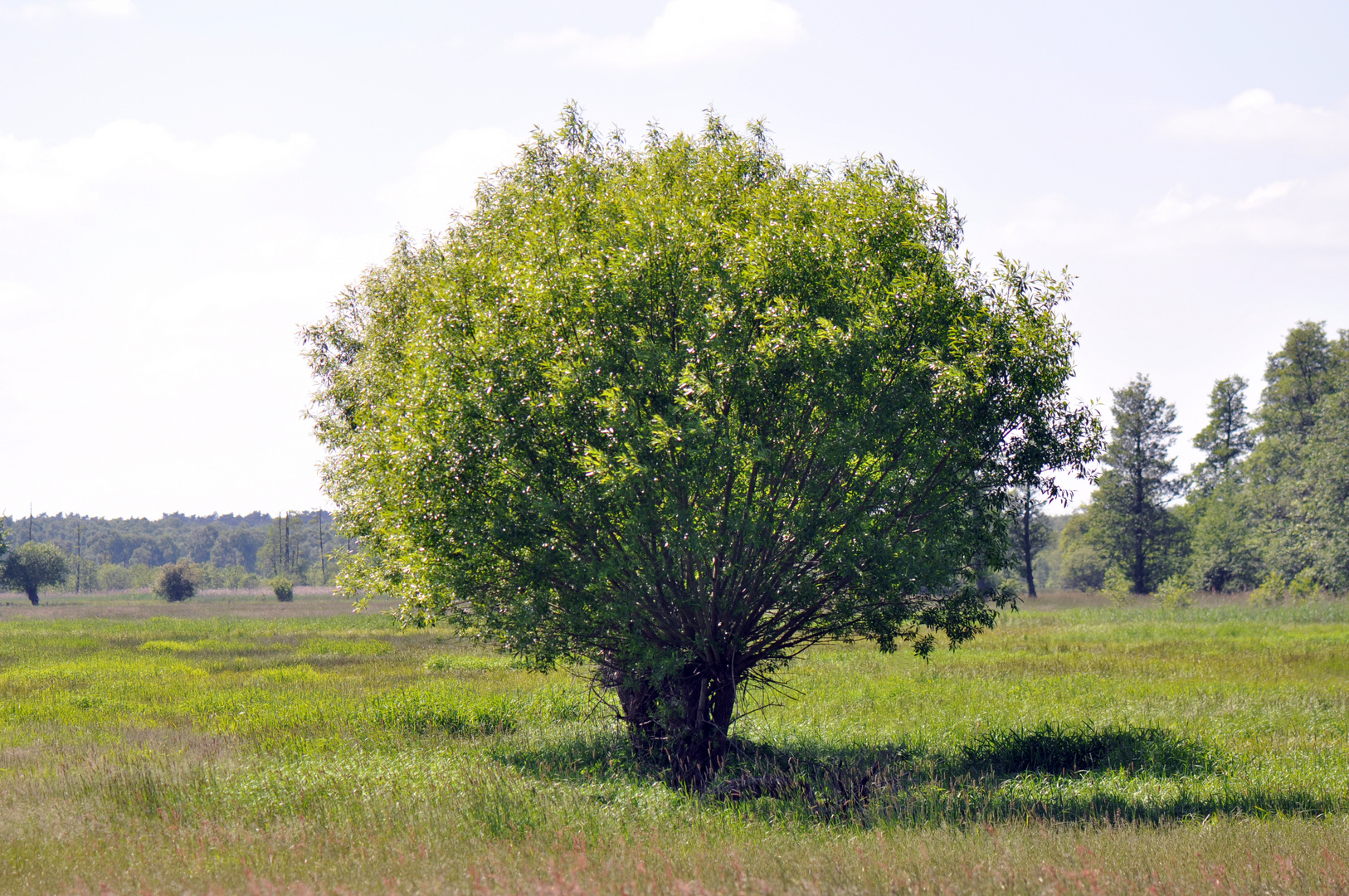 Kopfweide in Szene gesetzt